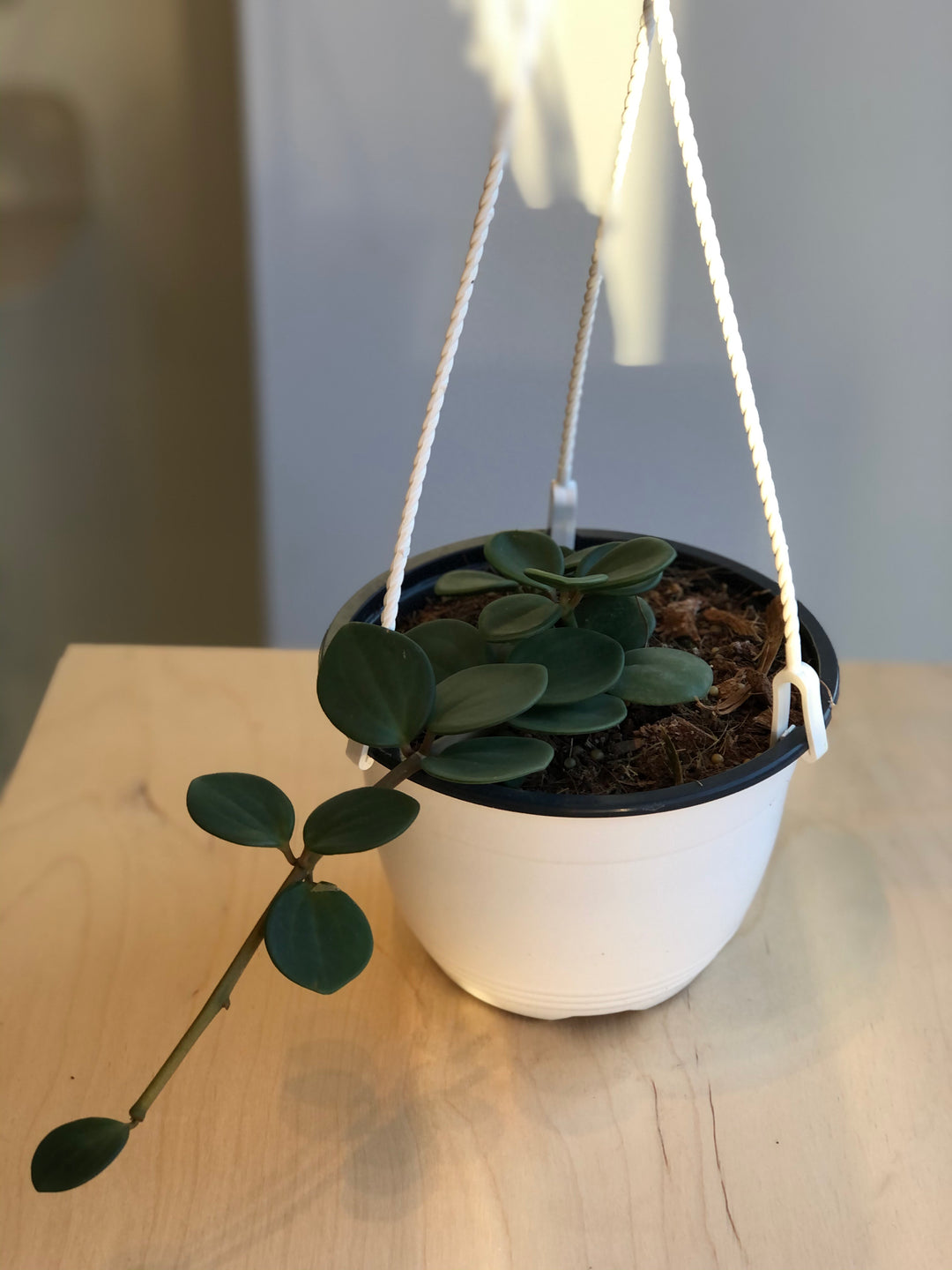 Peperomia Hope suspendu - 6 po
