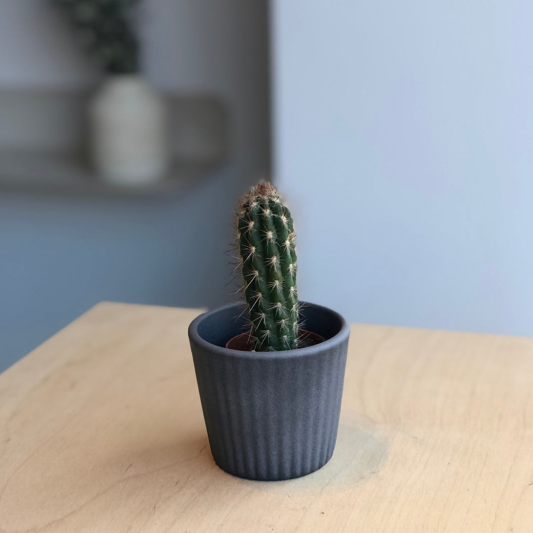 Cactus - 1.5 po