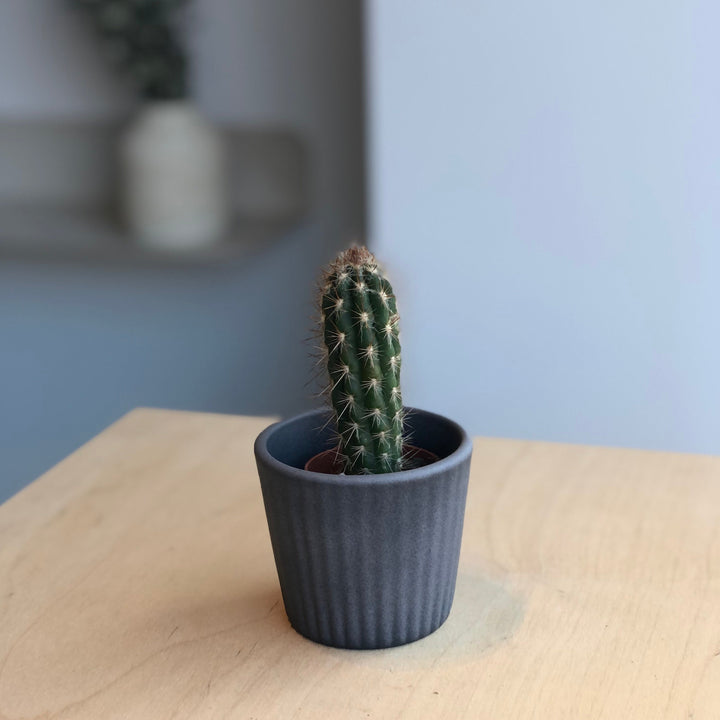 Cactus - 1.5 po