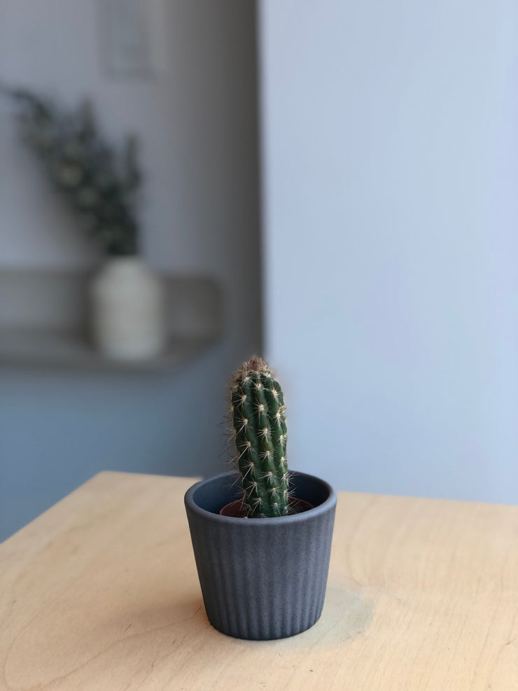 Cactus - 1.5 po