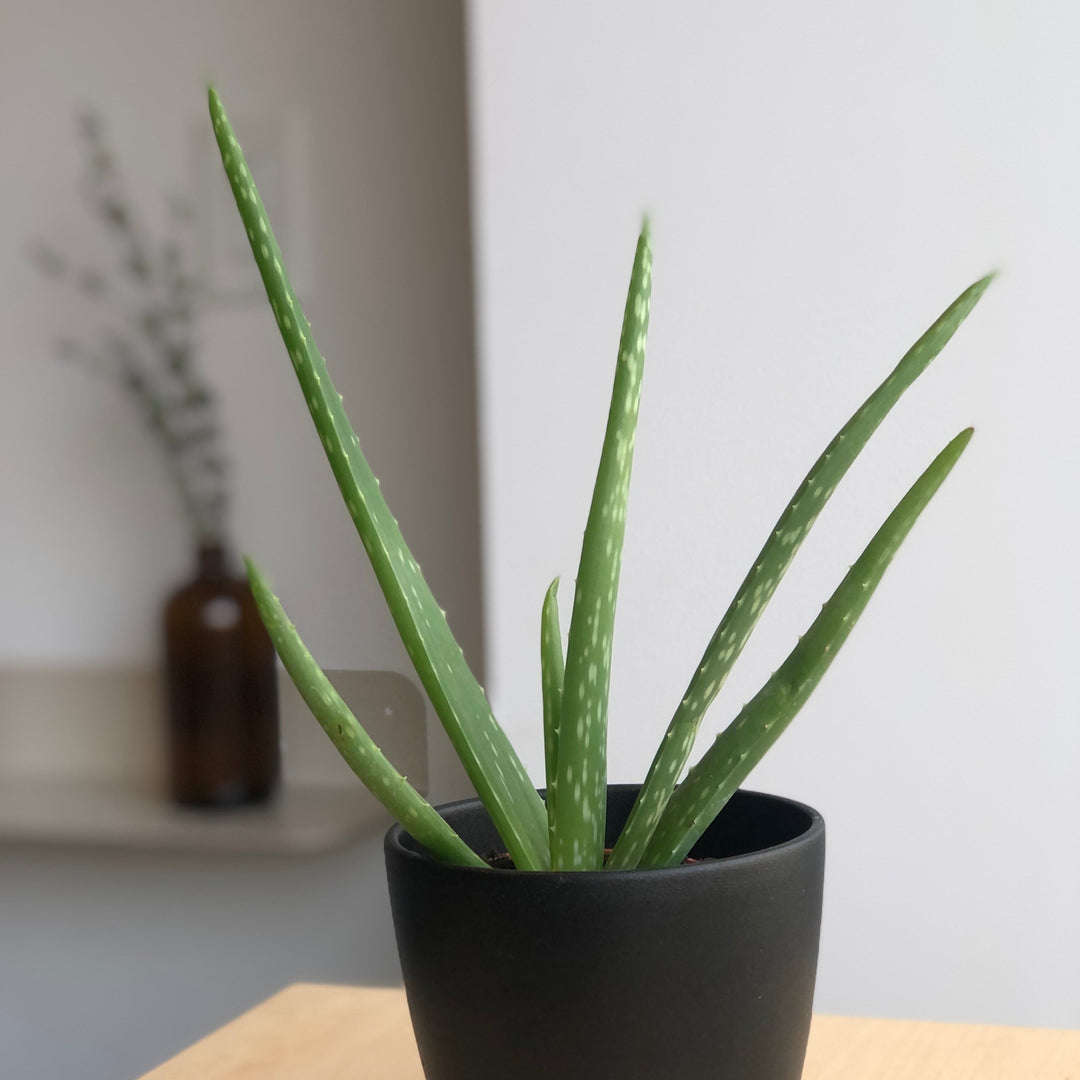 Aloe vera - 4 in