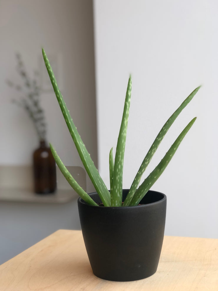 Aloe vera - 4 in
