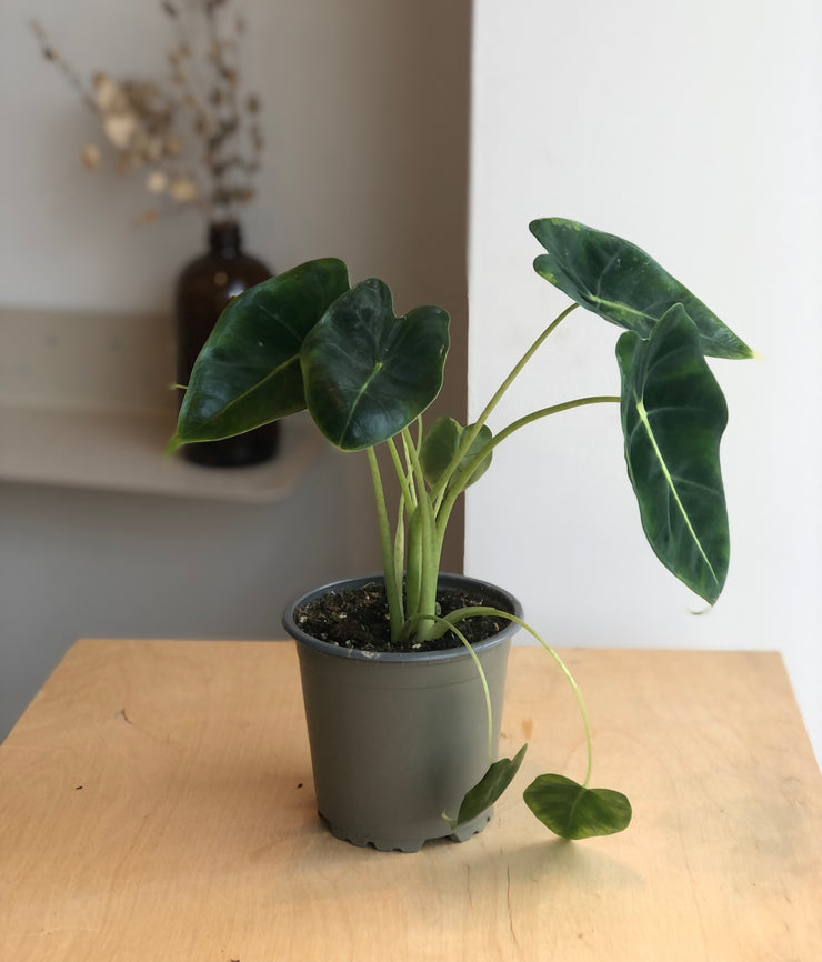 Alocasia Frydek - 4 po