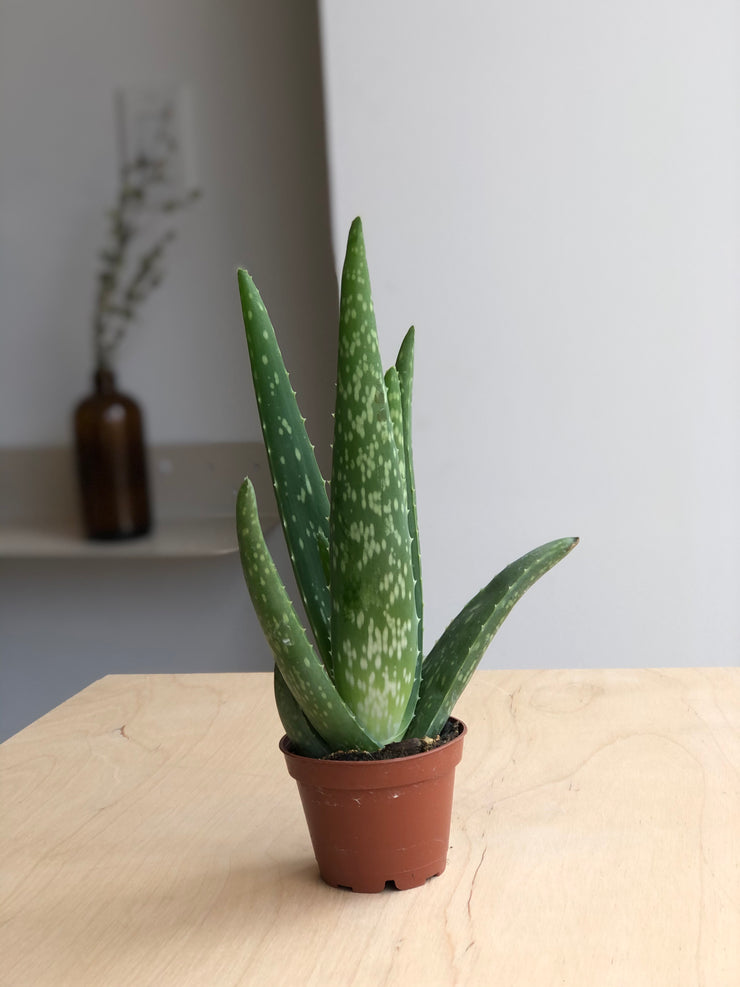 Aloe vera - 2.5 in