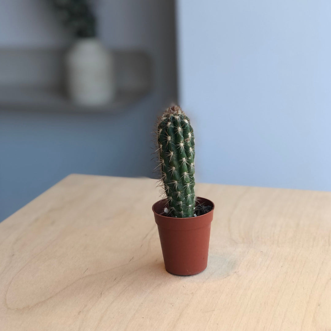 Cactus - 1.5 po