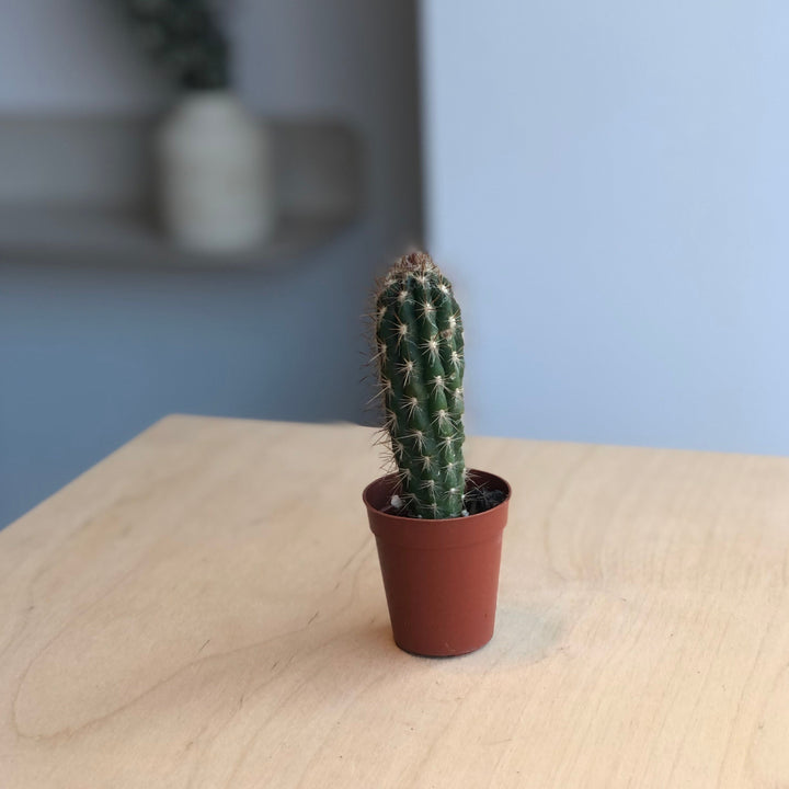 Cactus - 1.5 in