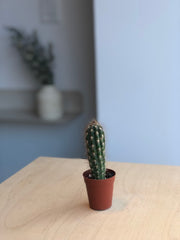 Cactus - 1.5 po