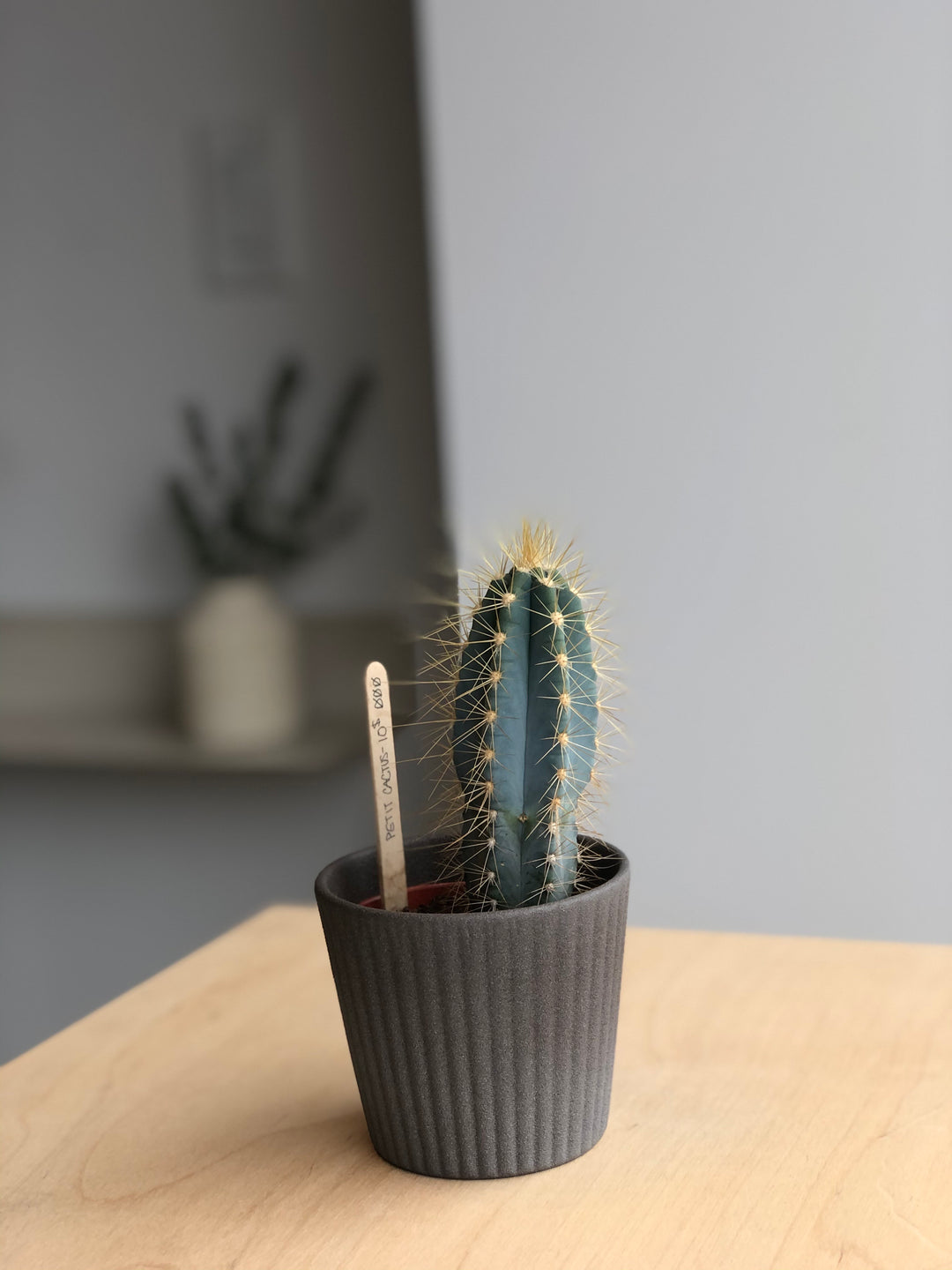 Cactus - 2.5 in