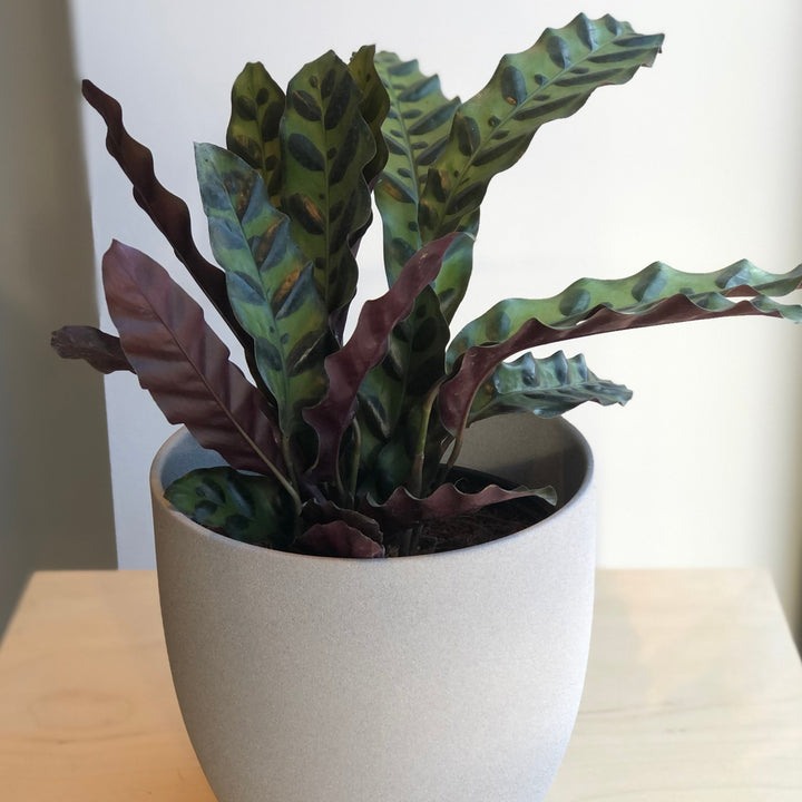 Calathea Lancifolia (Rattlesnake) - 6 po