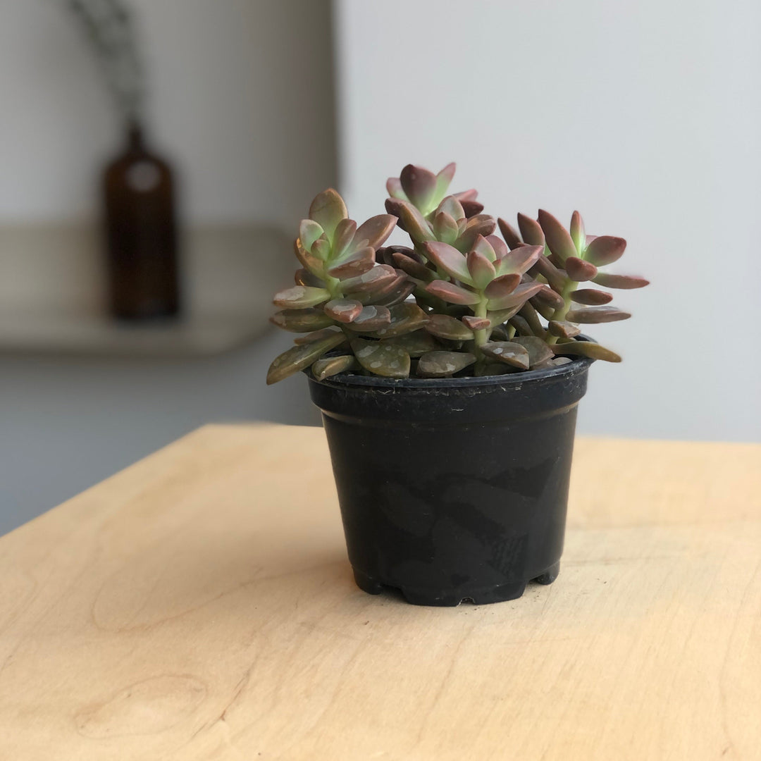 Succulentes variées - 4 po
