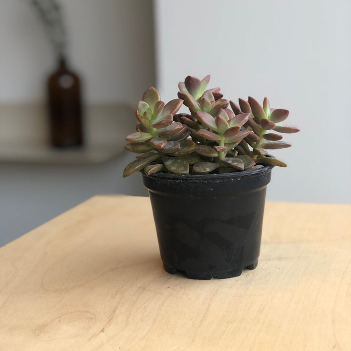 Succulentes variées - 4 po