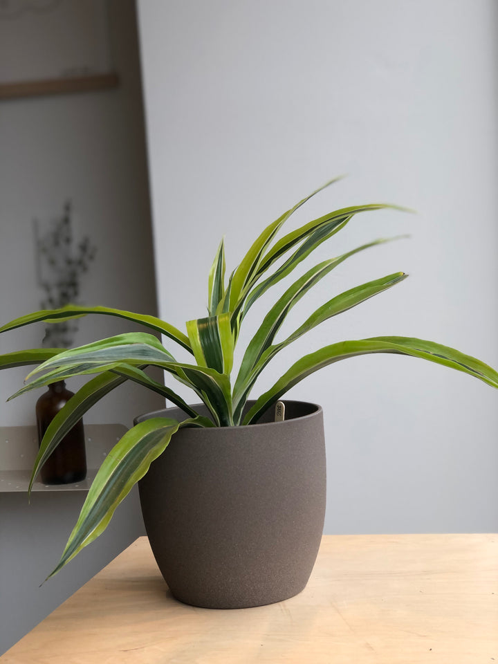 Dracaena Bicolor - 3 po
