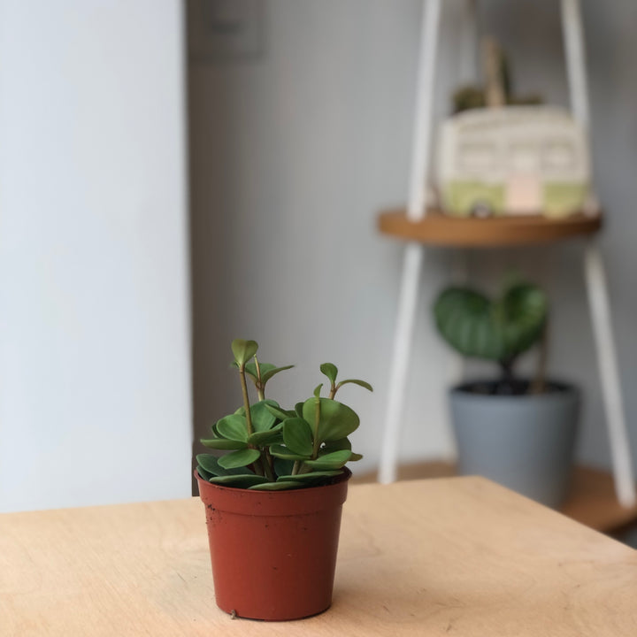 Peperomia Hope - 2.5 in