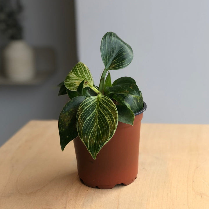 Philodendron Birkin - 4 in