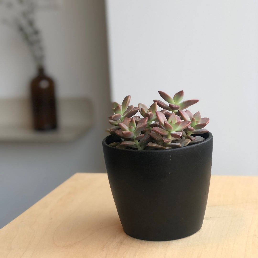 Succulentes variées - 4 po