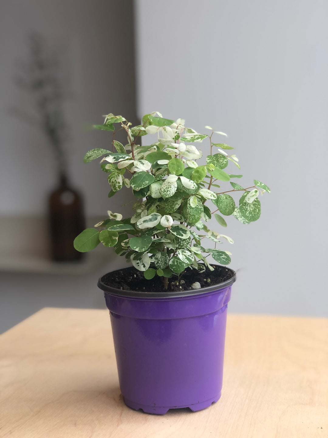 Breynia snow bush - 4 in