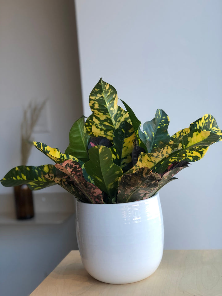Croton Gold Dust - 3 po