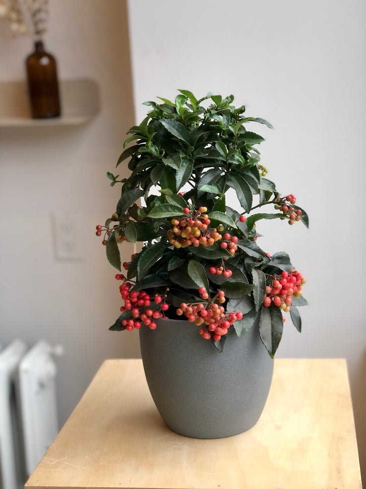 Ardisia Crenata - 6 in.