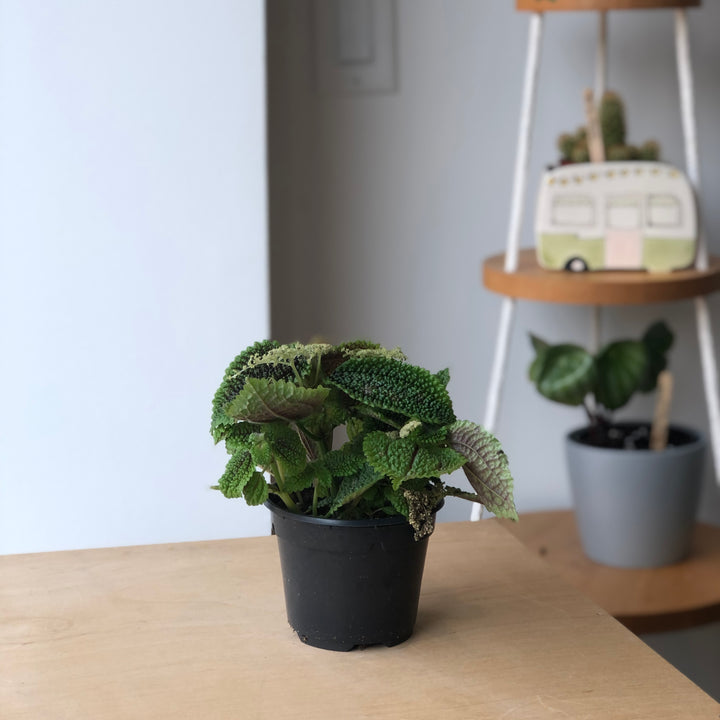 Pilea Moon Valley - 4 in. 