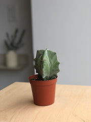 Cactus - 3.5 in