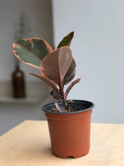 Ficus Elastica Tineke Ruby - 4 in