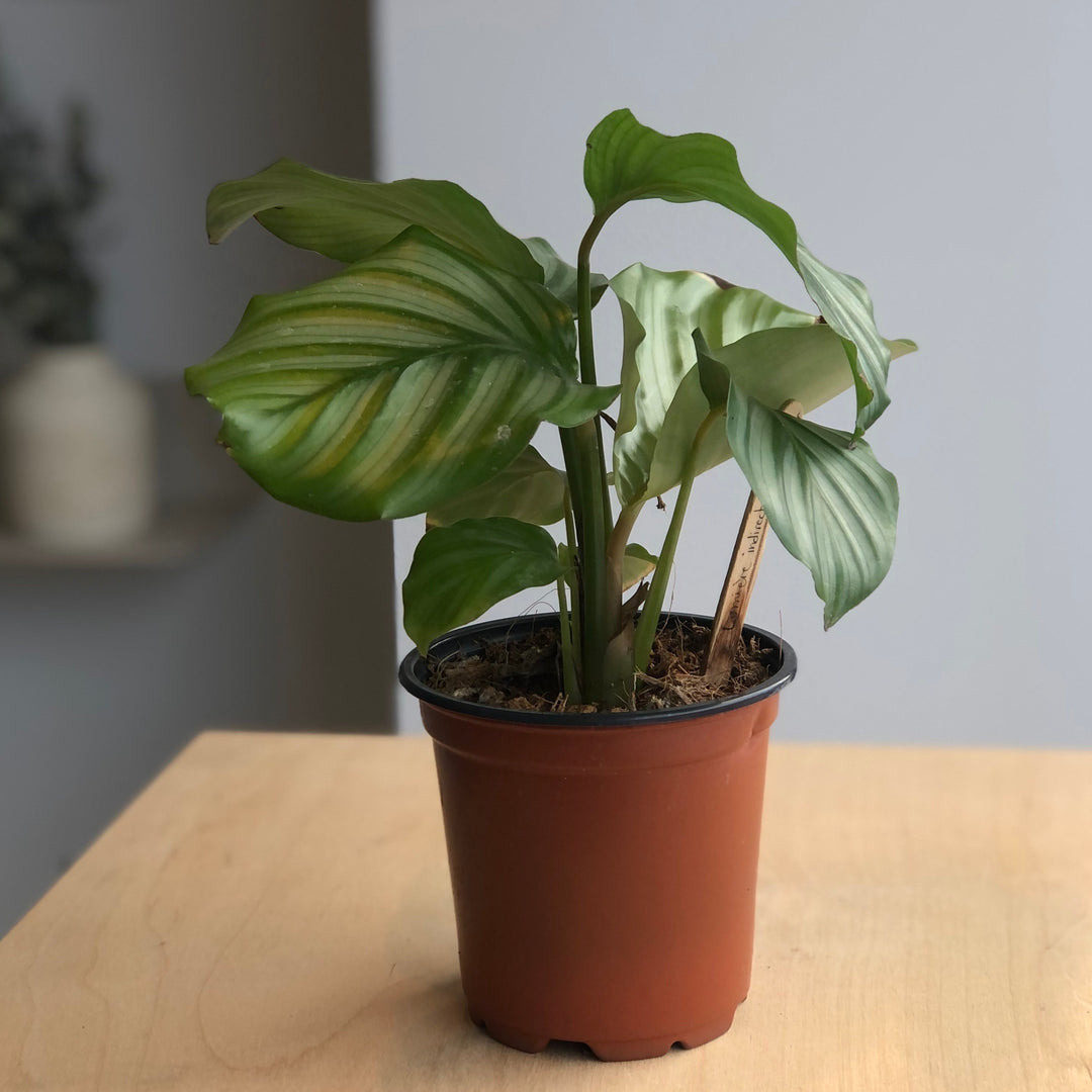 Calathea orbifolia - 4 in