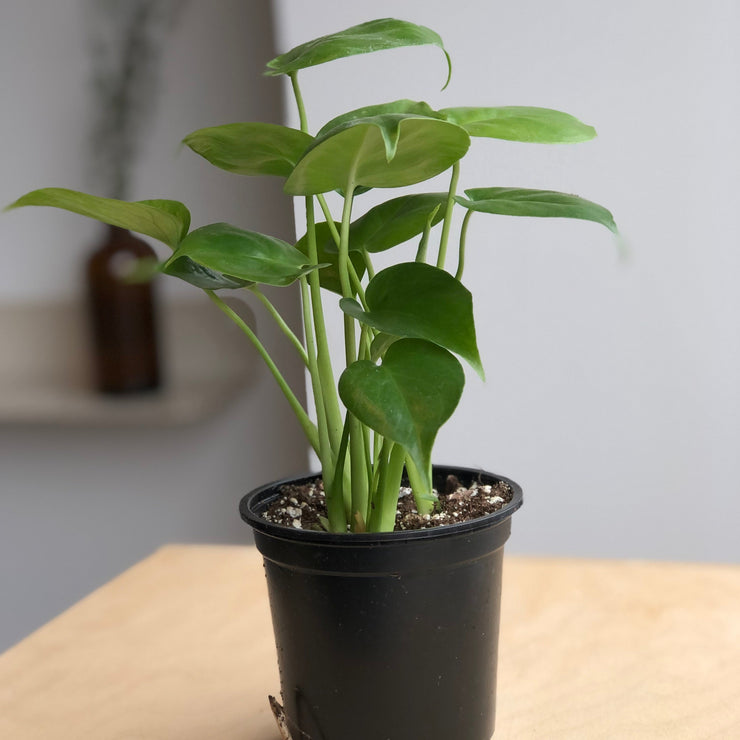 Philodendron Monstera - 4 po