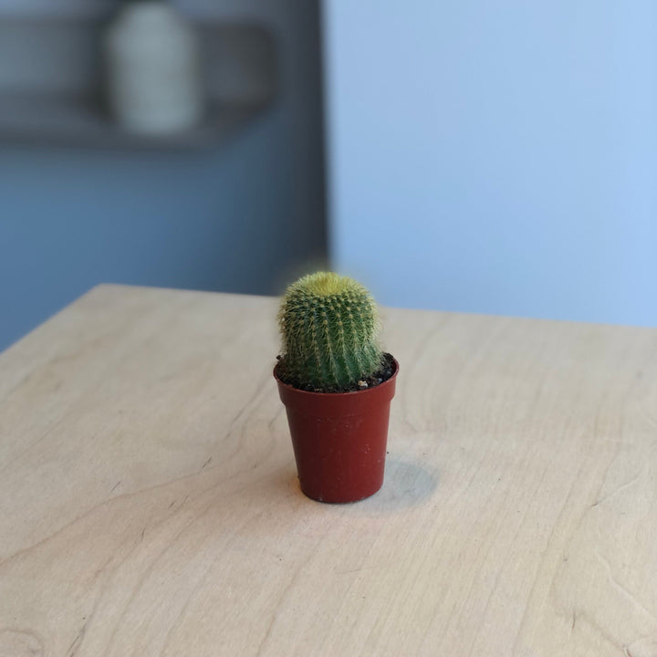 Cactus - 1.5 in