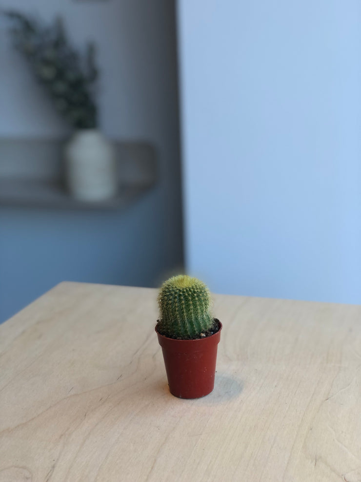 Cactus - 1.5 in