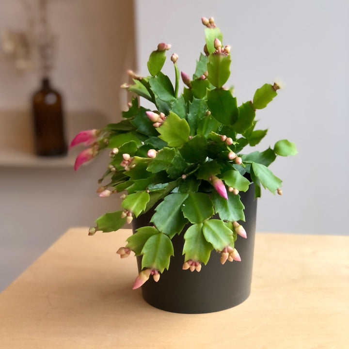 Cactus de Noël - 4 po