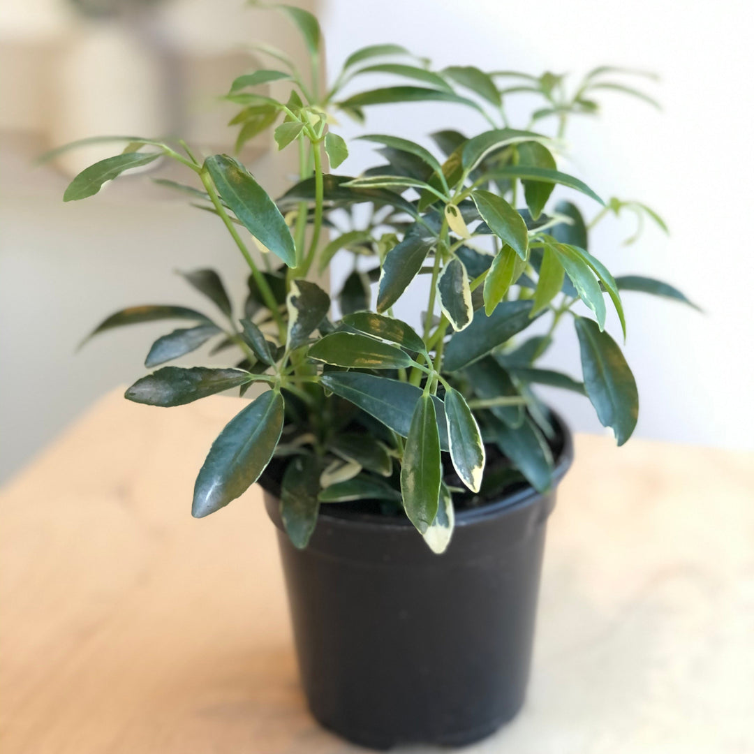 Schefflera Arboricola - 3 in