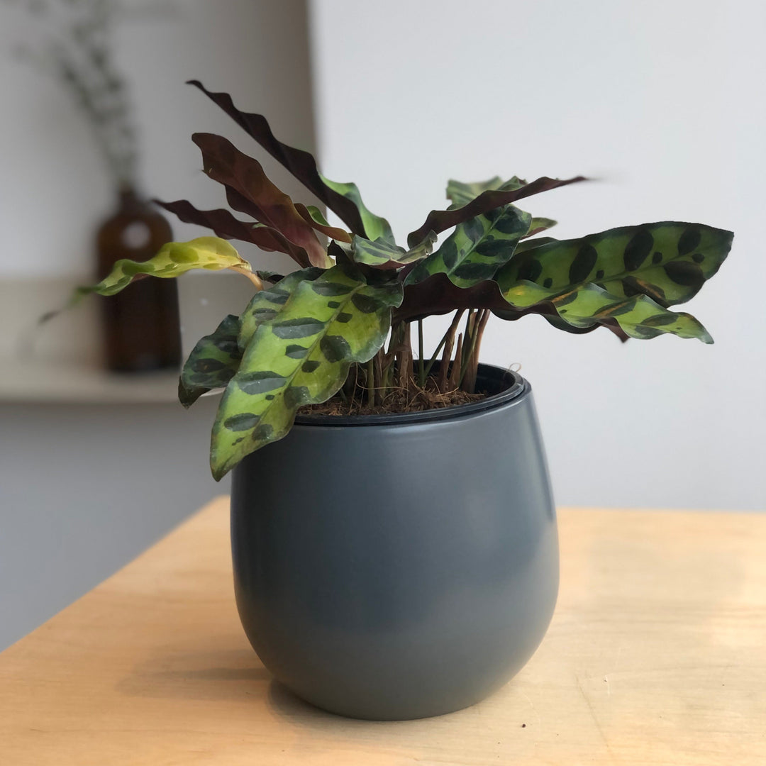 Calathea Lancifolia (Rattlesnake) - 4 in