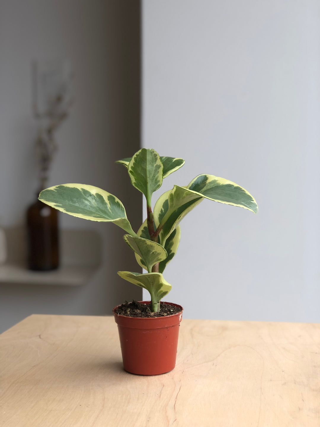 Peperomia Obtusifolia - 2.5 in