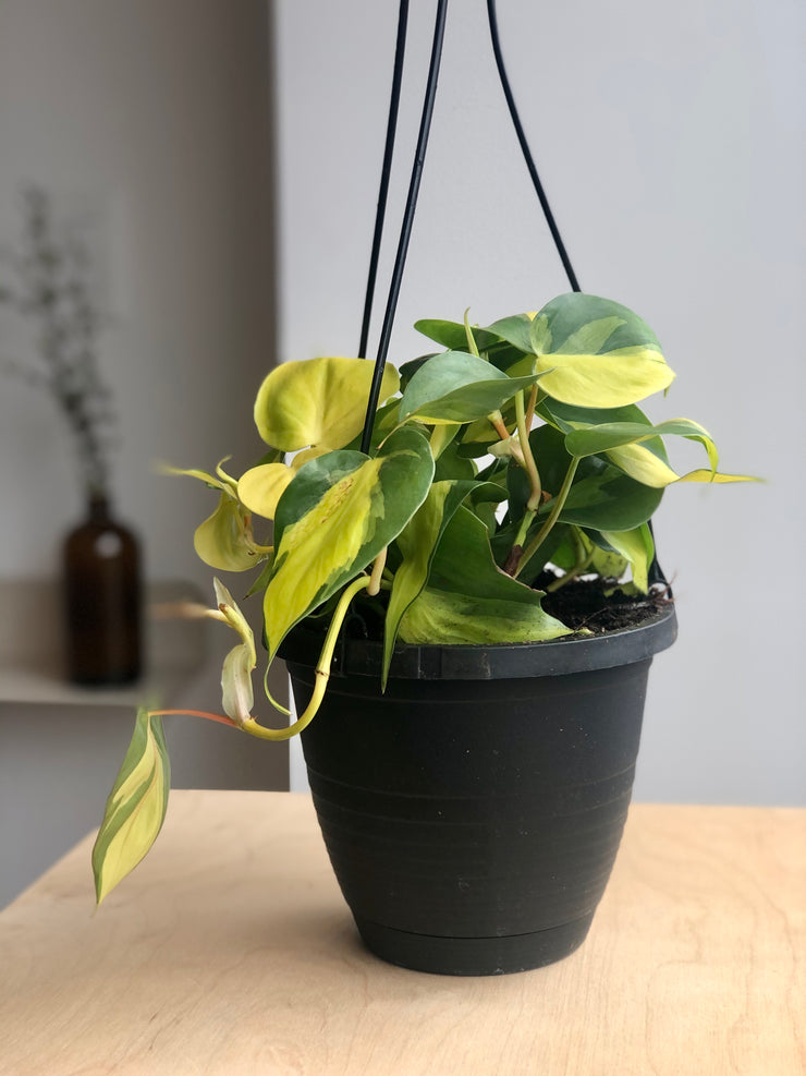 Philodendron Brazil - 6 in