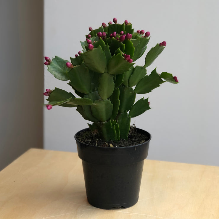 Cactus de Noël - 4 po