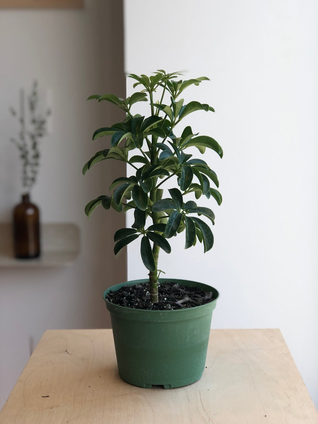 Schefflera Arboricola  - 8 po