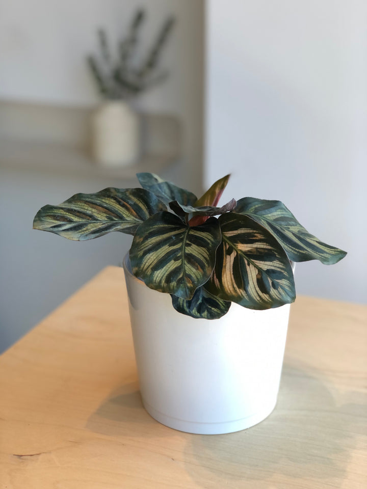 Calathea Makoyana - 4 in