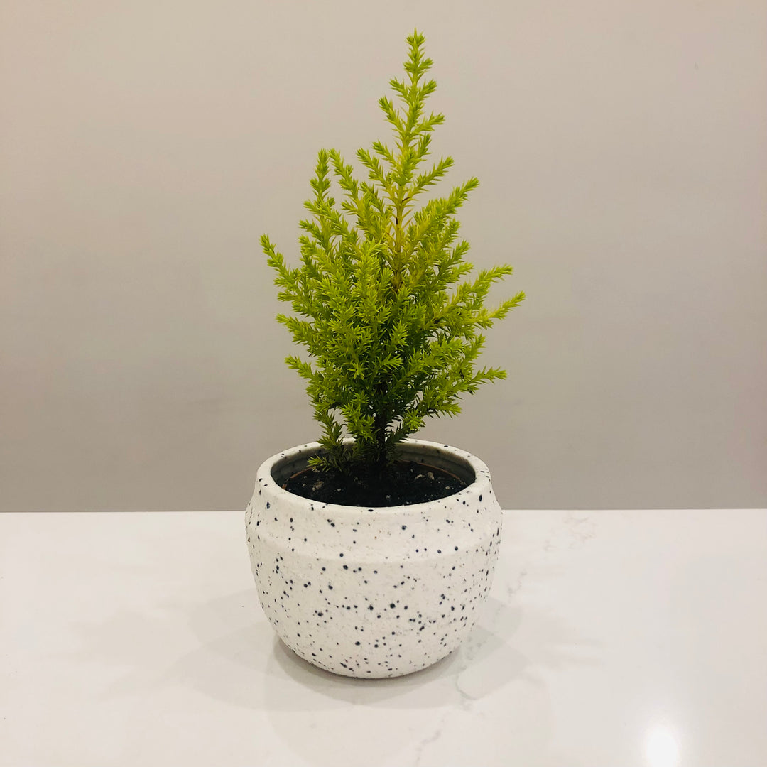 Goldcrest Cypress - 2.5 in