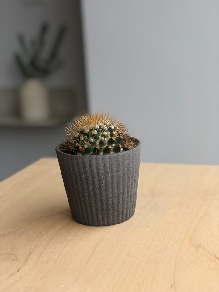 Cactus - Golden Barrel - 2.5 po