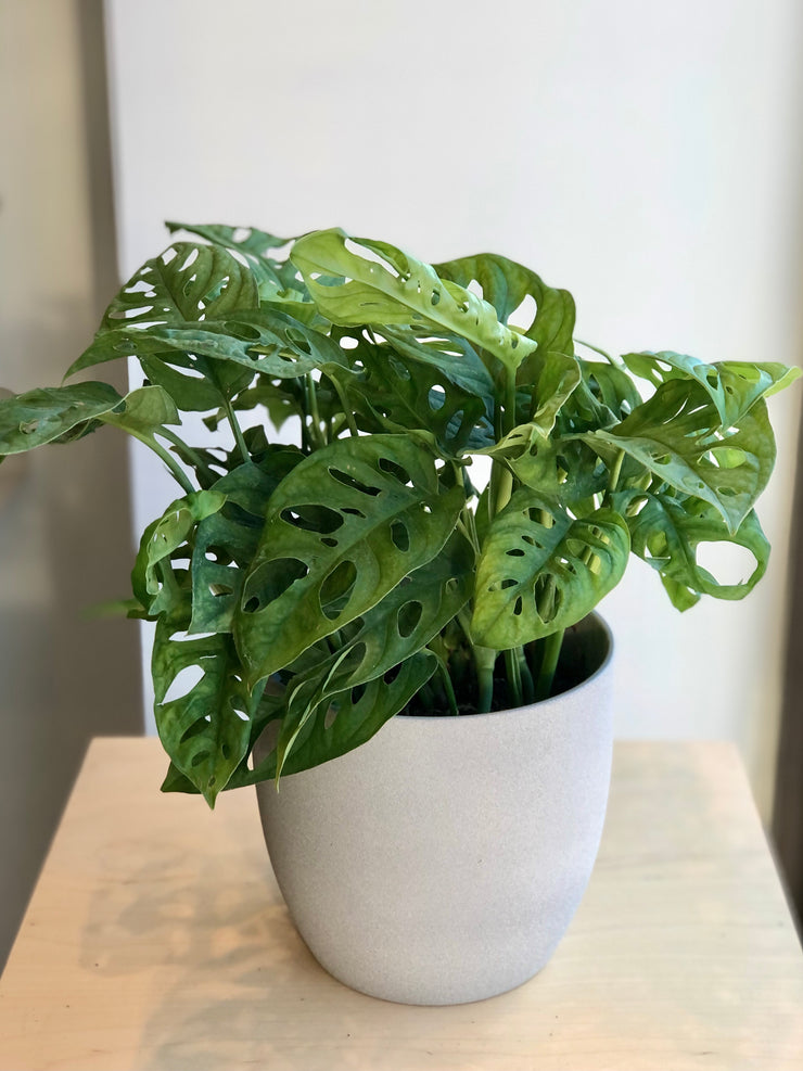 Philodendron Swiss Cheese - 6 in.